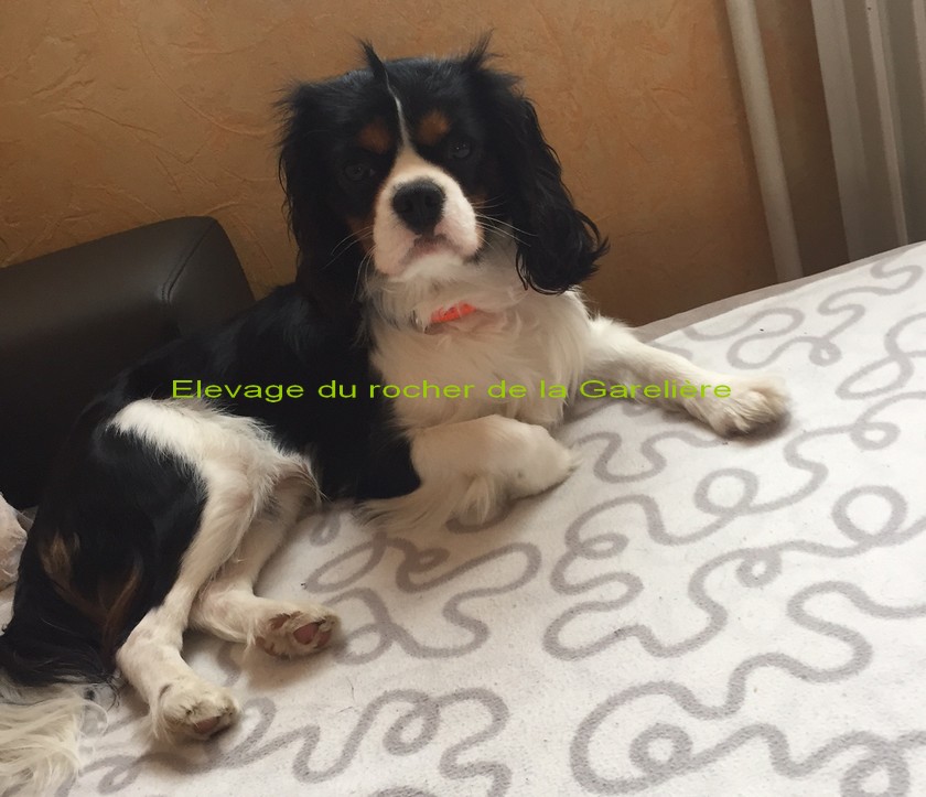 Cavalier King Charles : L'olaf du rocher de la Garelire